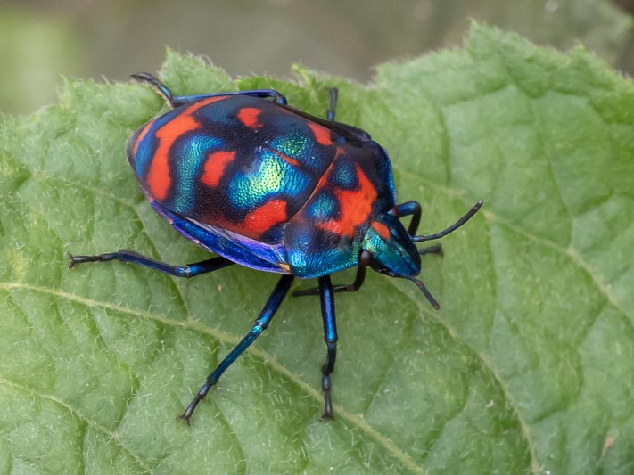 Tectocoris diophthalmus (Hibiscus Harlequin Bug).jpg